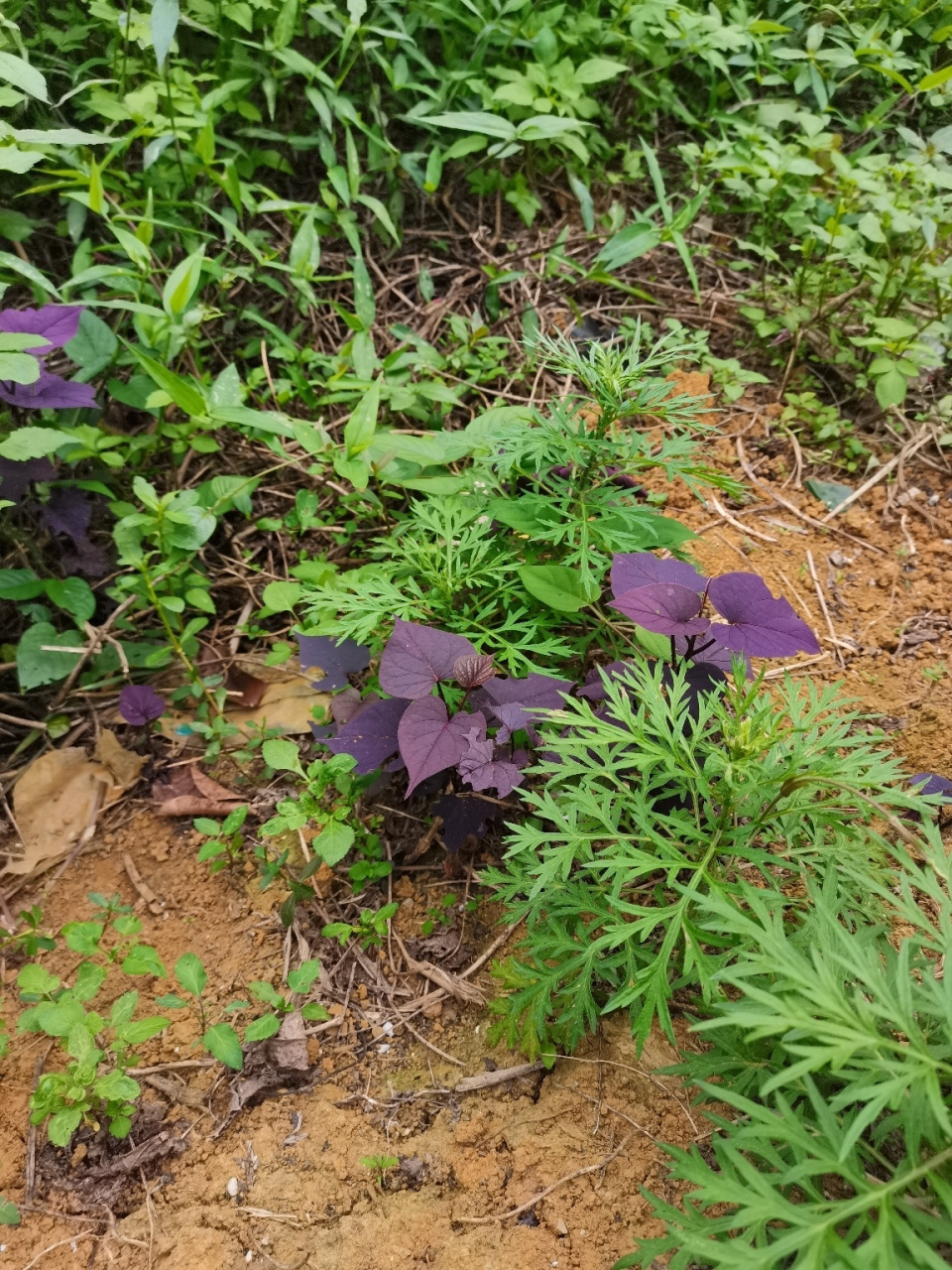 紫薯的叶子真的是紫色的959595 开始我以为是紫苏呢,瞅近了觉得