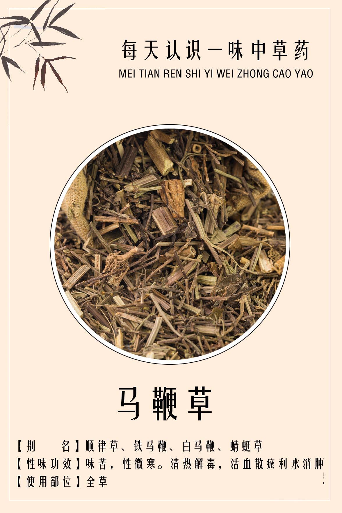 每天认识一味中药材【第12期】马鞭草