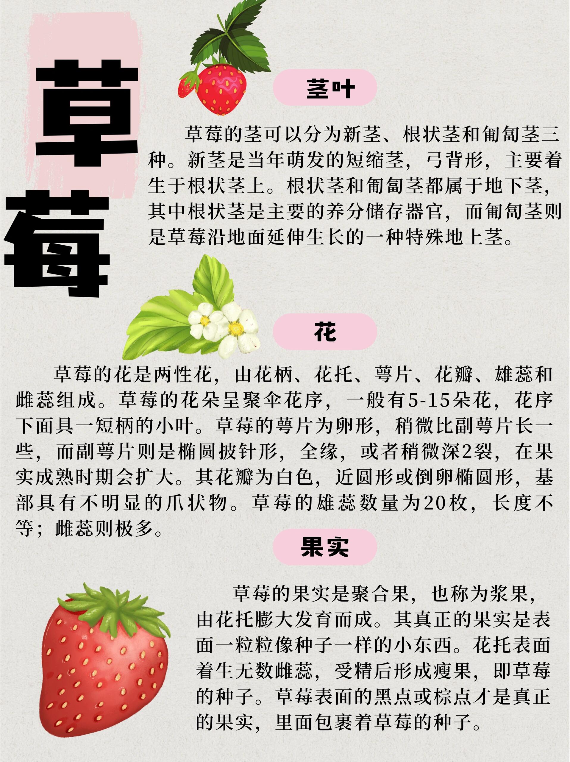 【给孩子讲科普】要莓有烦恼�草莓(学名:fragaria