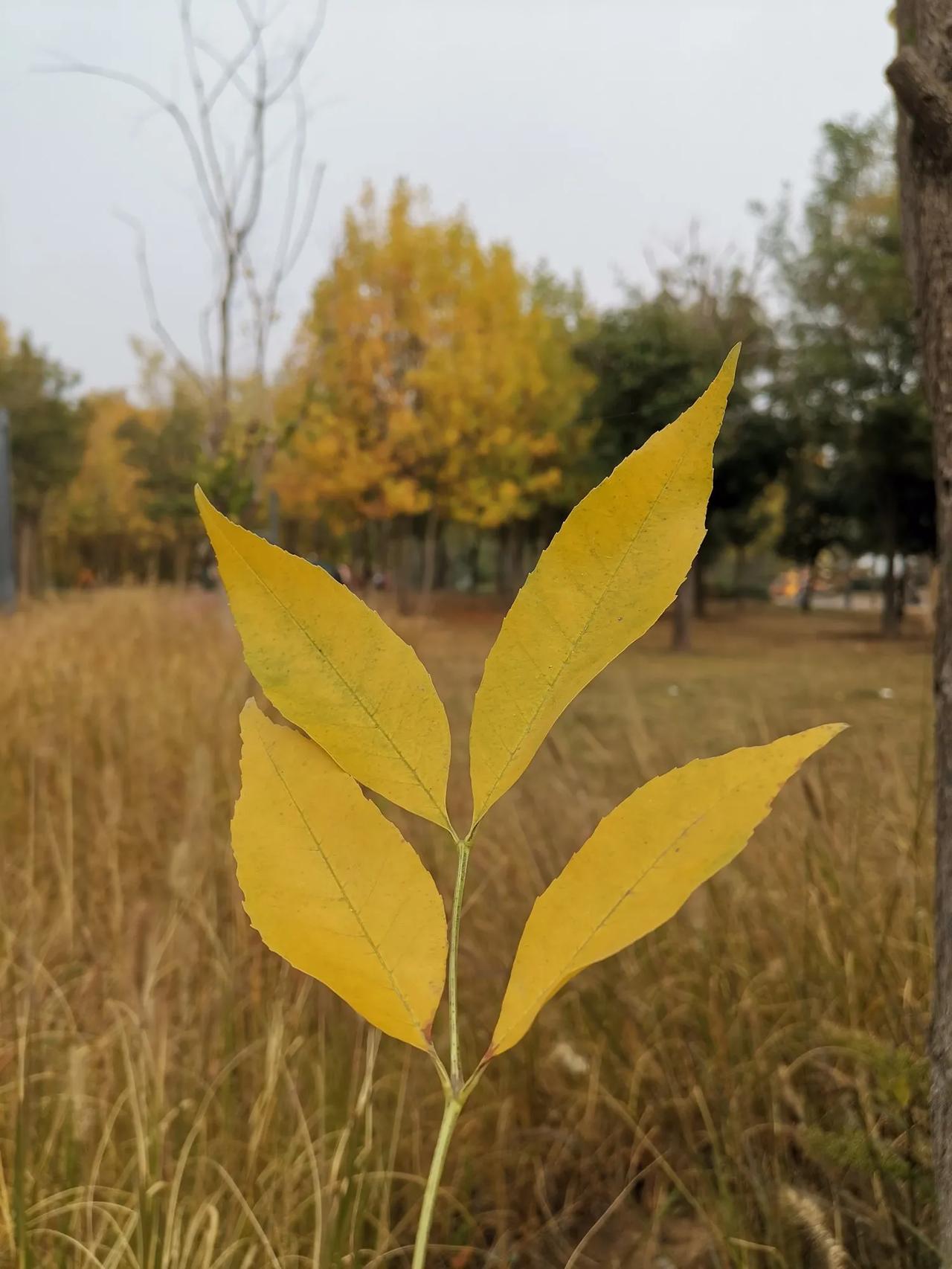 今天,从地上捡了个被风吹落的树叶,查了一下,这是美国红梣,最后这个字