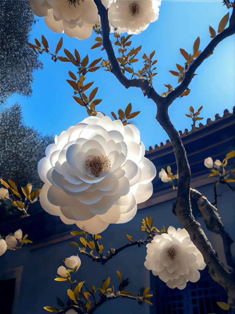 白山茶花 白山茶