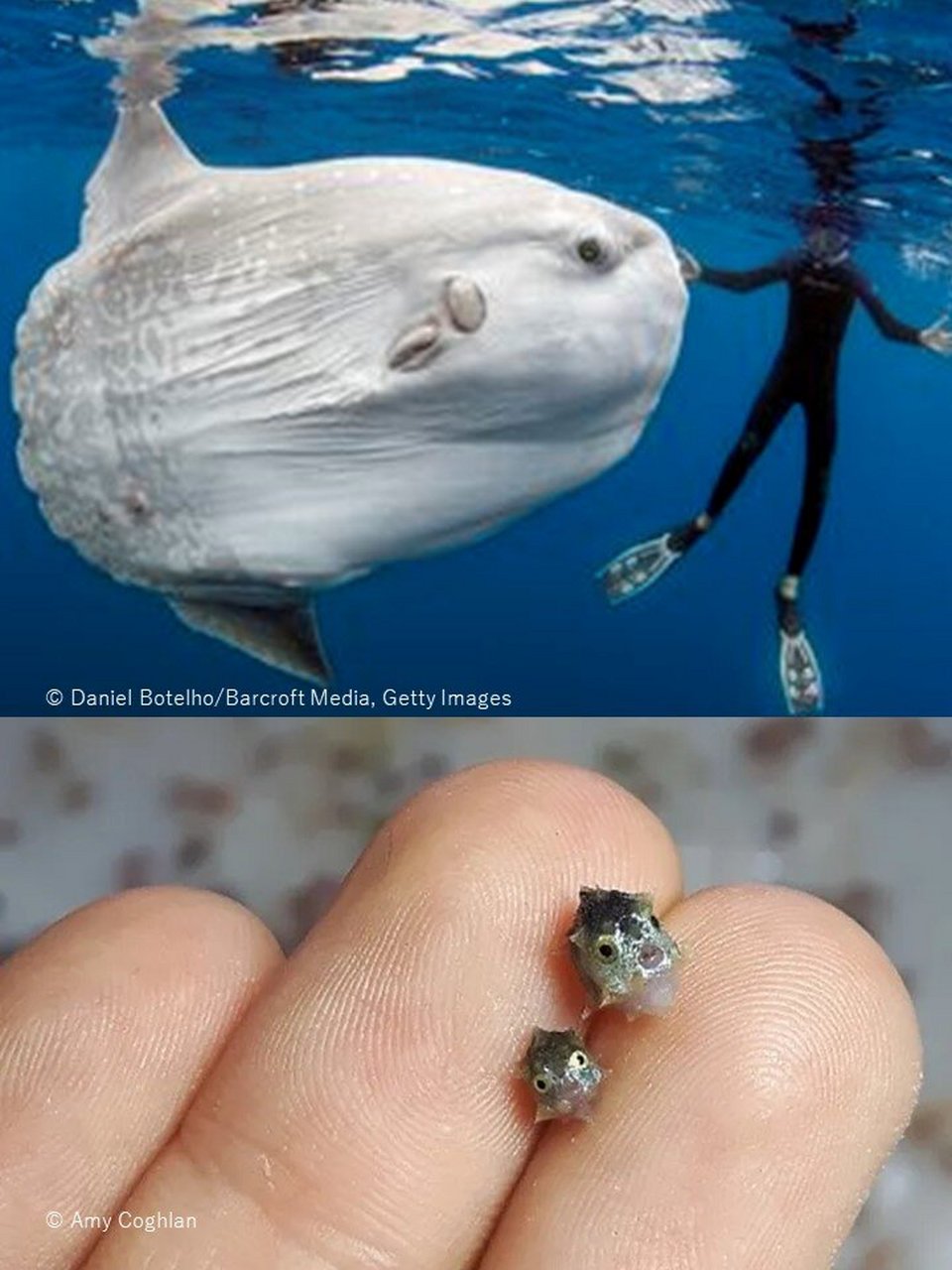 🐟 成年的翻车鱼(mola alexandrini)是世界上最大的硬骨鱼,重量可