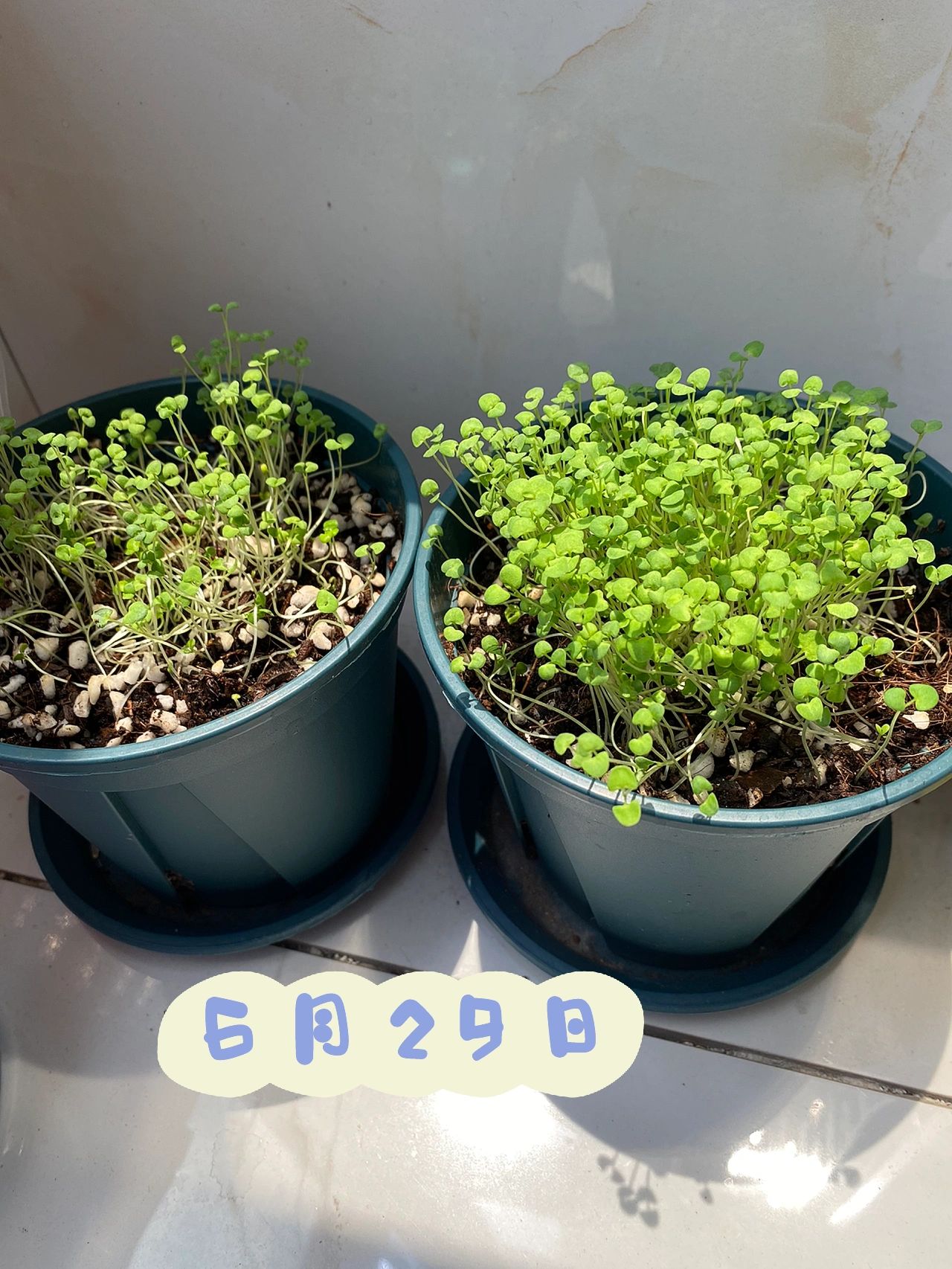 新鲜出炉的薄荷芽