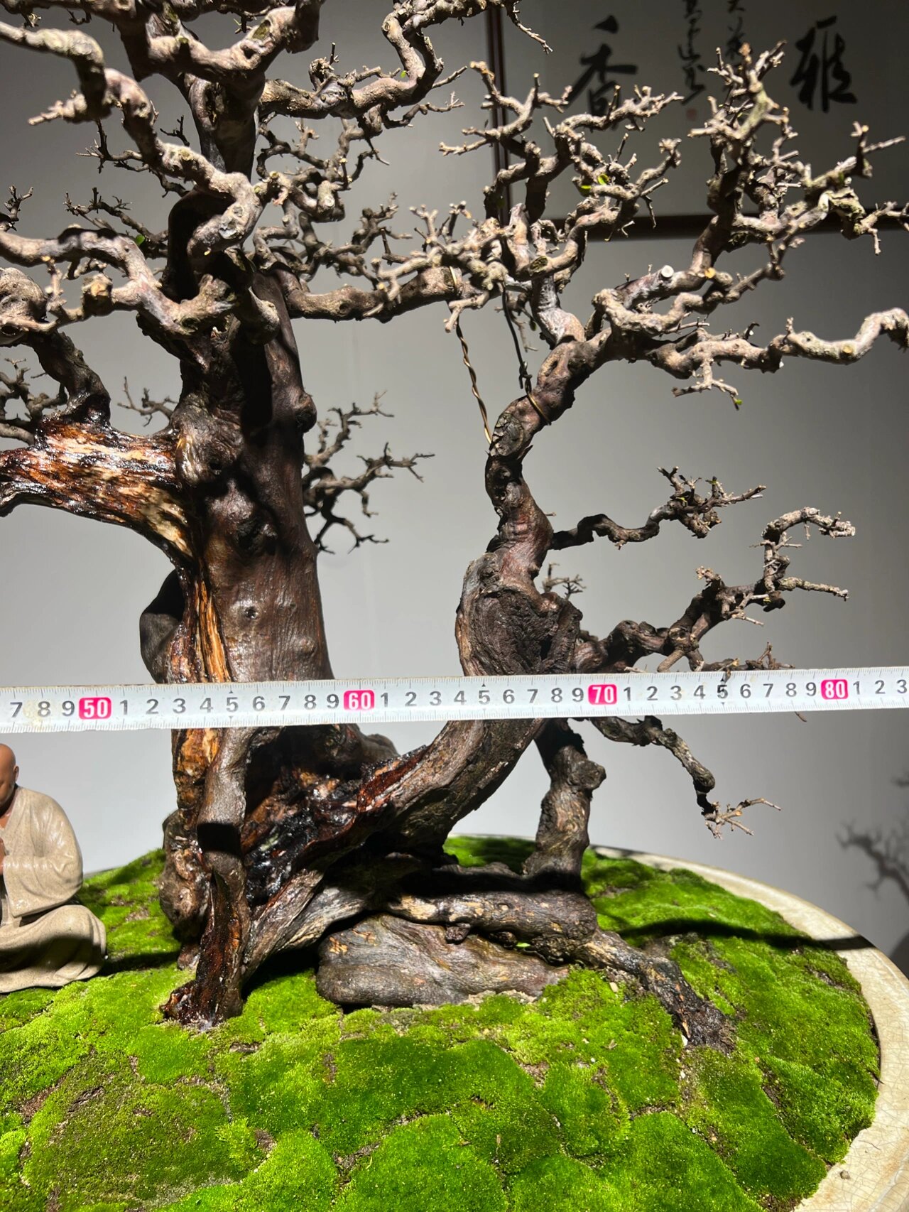 百年大老桩小叶红芽雀梅 雀梅,因其花态像梅,花瓣又类似鸟儿的尖嘴而