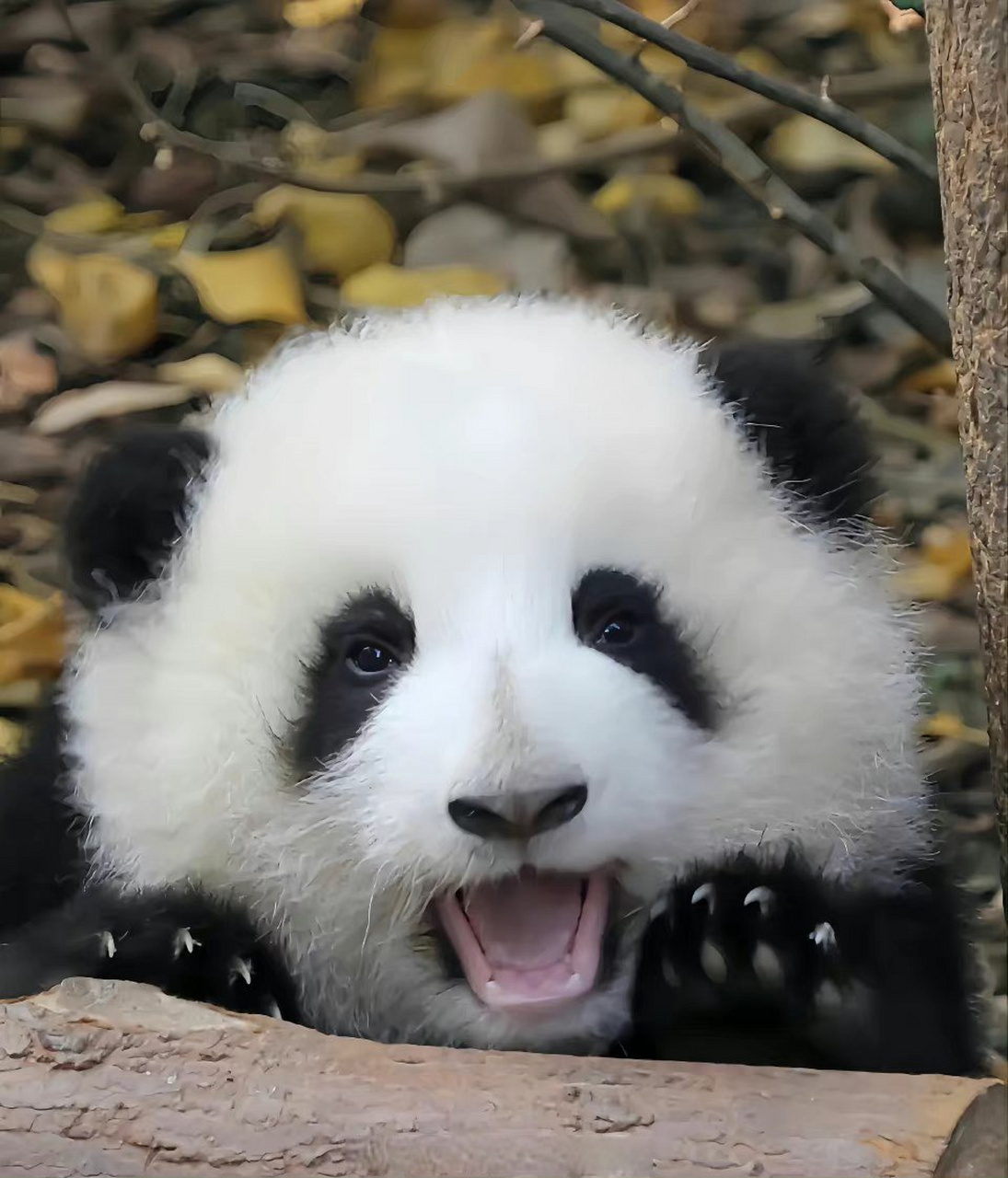 小油瓶分享# 分享一只短胖炸毛的大熊猫花花(via.一袋牛乳)