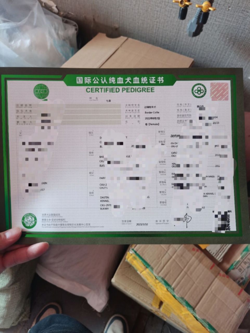 边牧办理cku血统证书,鞍山cku俱乐部 边牧办理血统证书 办理各类cku