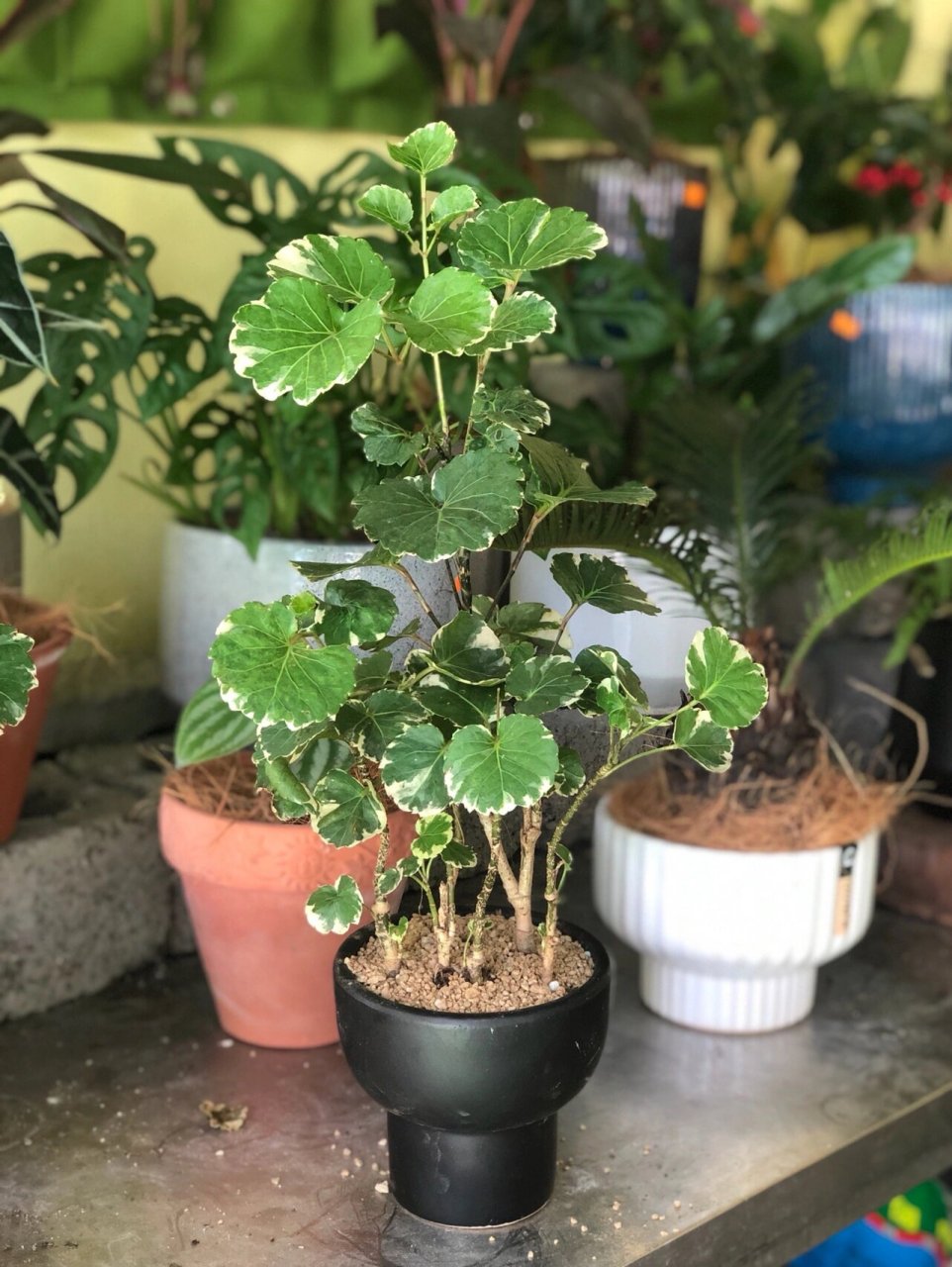 每日植物分享～花叶福禄桐 9022 也叫钱多多 金钱兜 适合室内种植