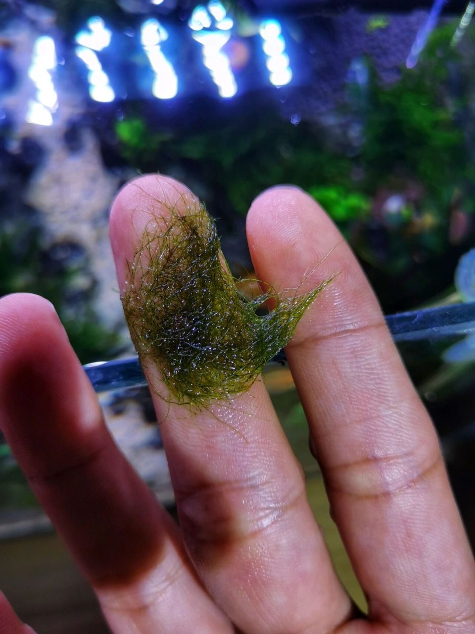 刚毛藻(图2) 全时期出现,除了缸壁哪都能长,极难处理,高级藻,短,分叉