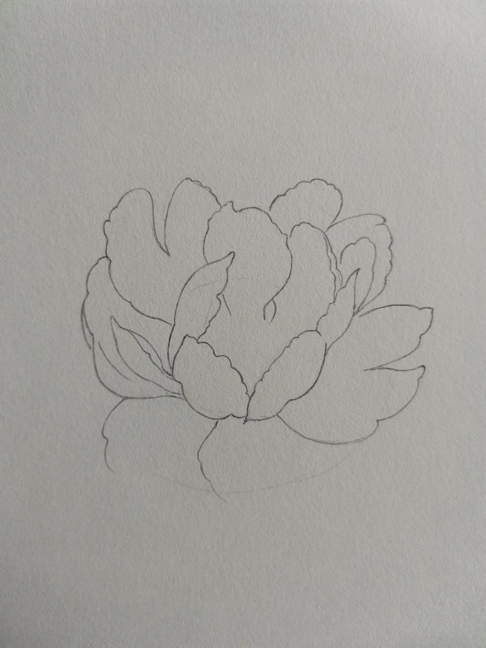 芍药花白描图片