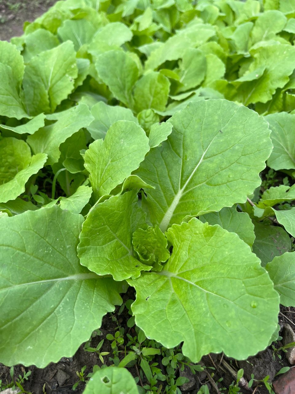 新种的小叶茼蒿发芽了