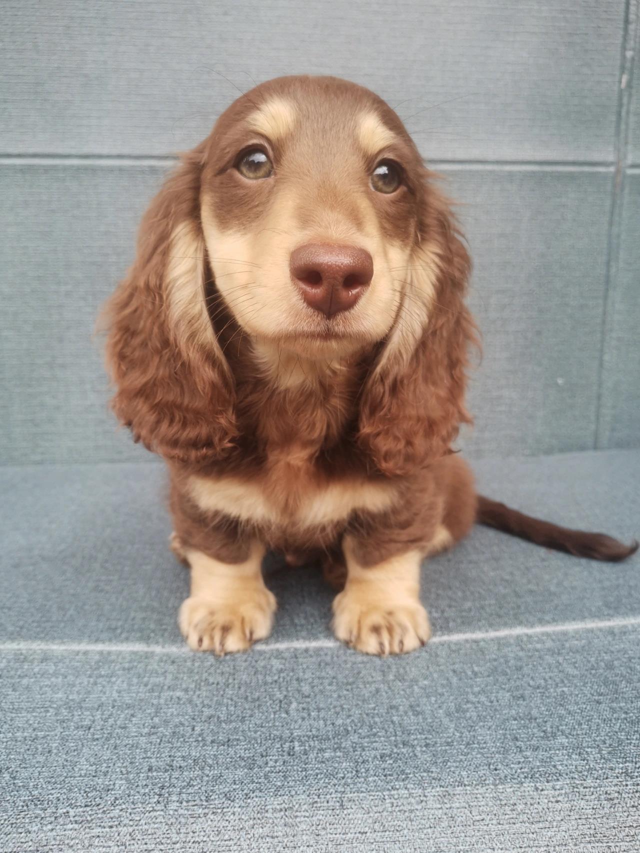 大耳朵狗你知道叫什么品种吗