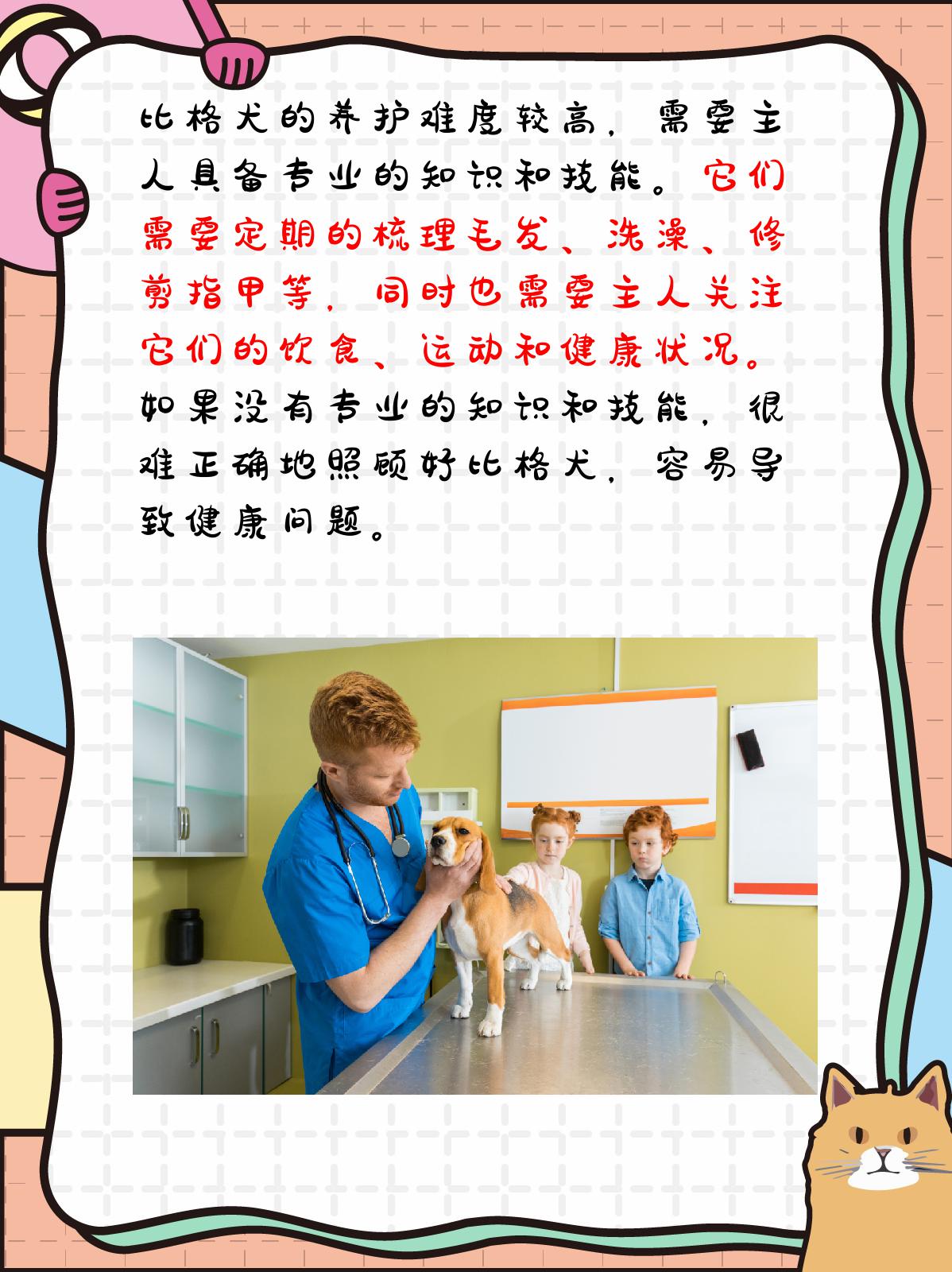 比格犬为什么不建议养 虽然比格犬具有很多优点,但由于其养护难度高