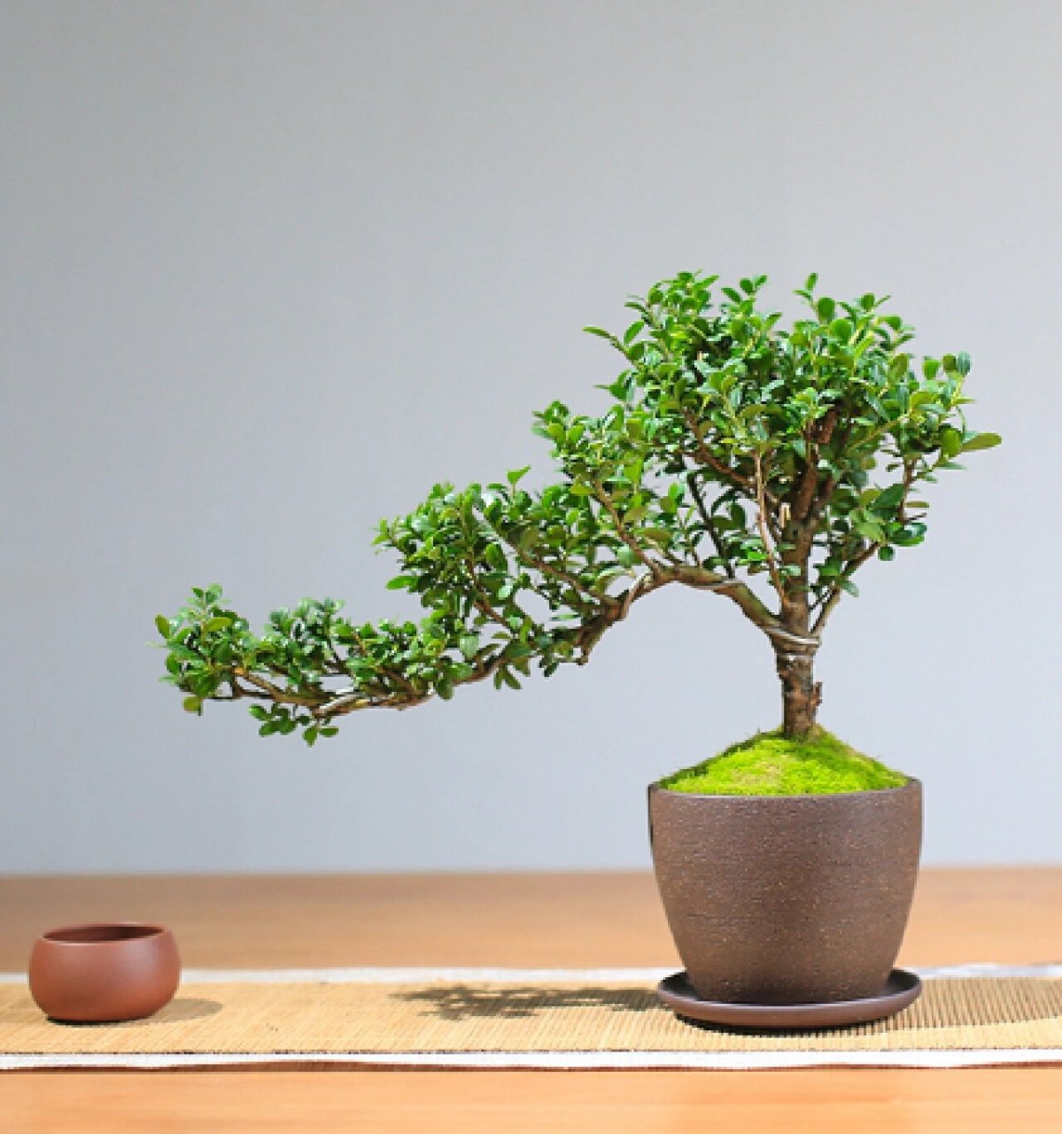 每日盆栽——龟甲冬青 【龟甲冬青】 龟甲冬青是冬青科,冬青属齿叶