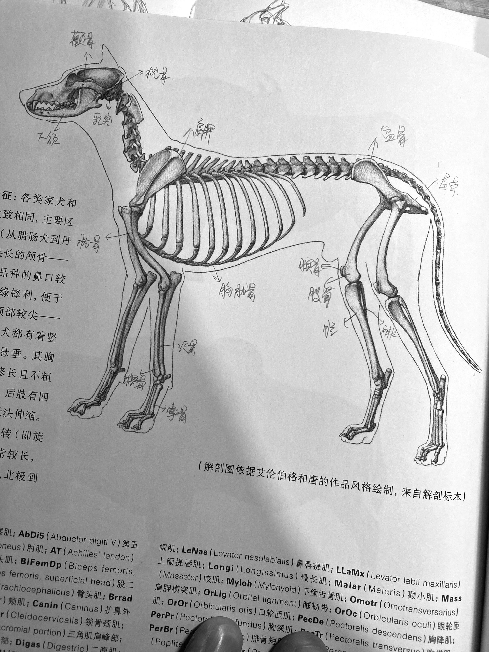 犬科肌肉结构图片