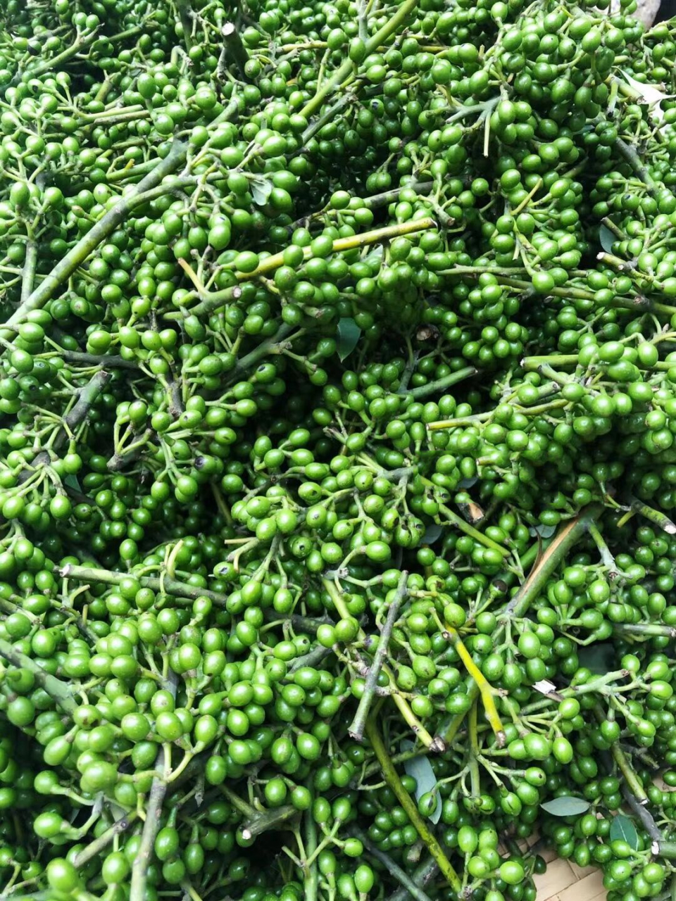 云南野生山胡椒 云南特有野生山胡椒做成酱,拌饭拌面好吃哇97