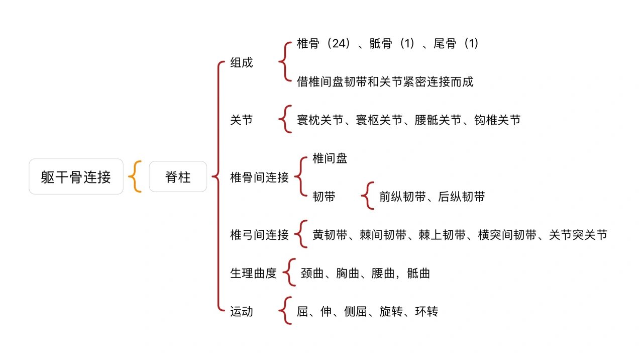 钩椎关节 构成图片