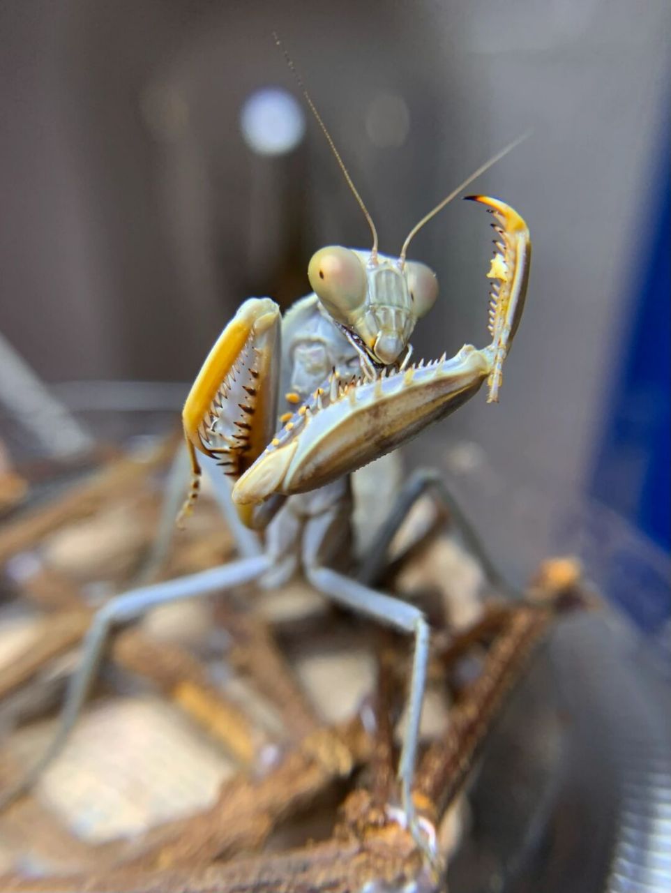 褐菱背螳 又名杂斑短背螳,短背斧螳