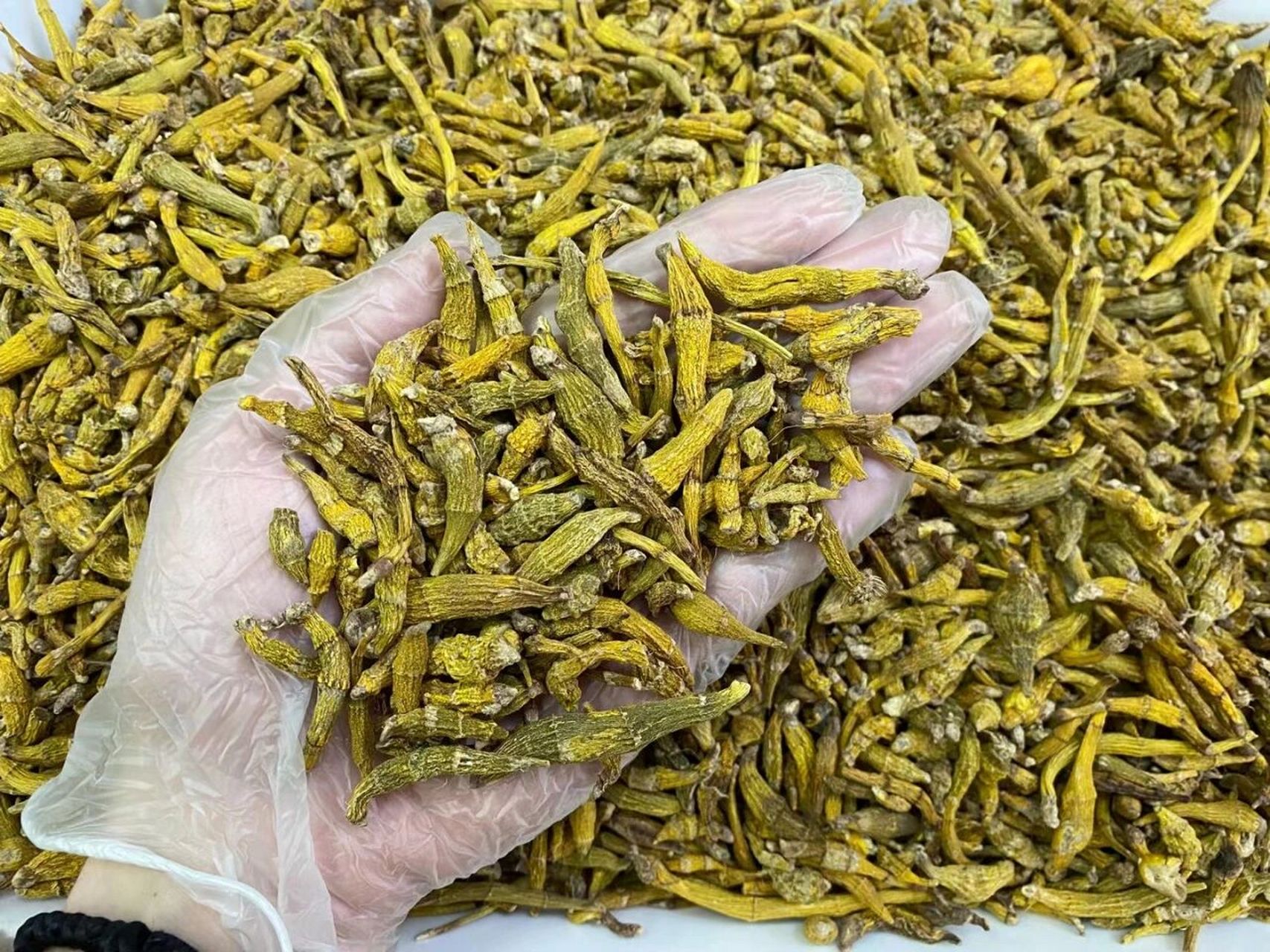 正纯野生虎牙石斛  虎牙石斛是现纯野生石斛品种.