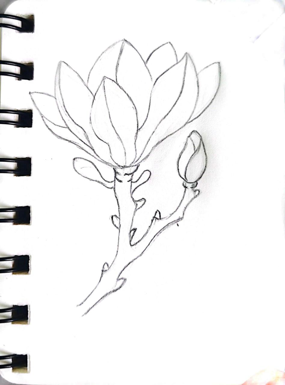 画你喜欢的小花花-玉兰花简笔画(步骤图)
