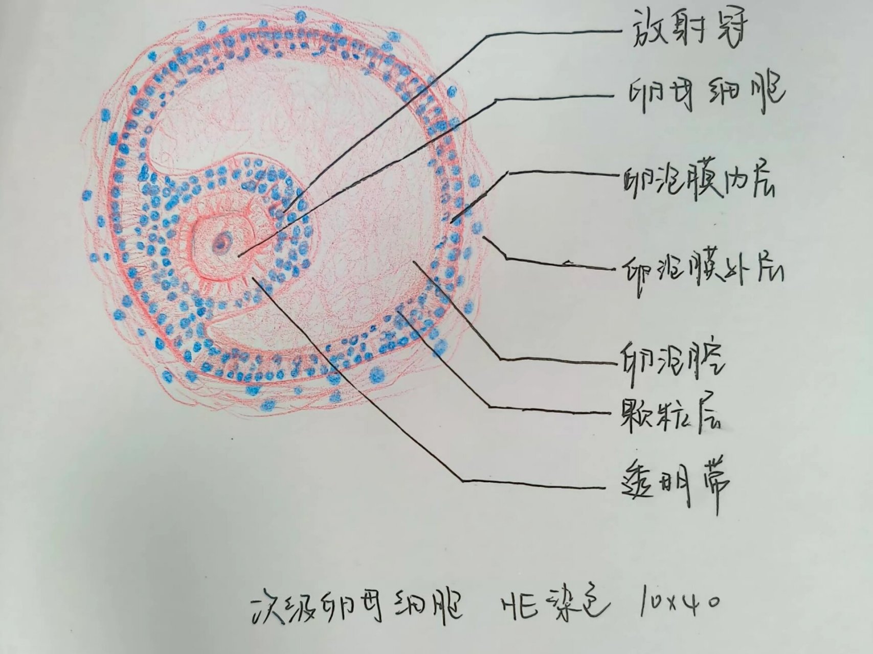 组胚绘图分享之次级卵母细胞红蓝铅笔绘图