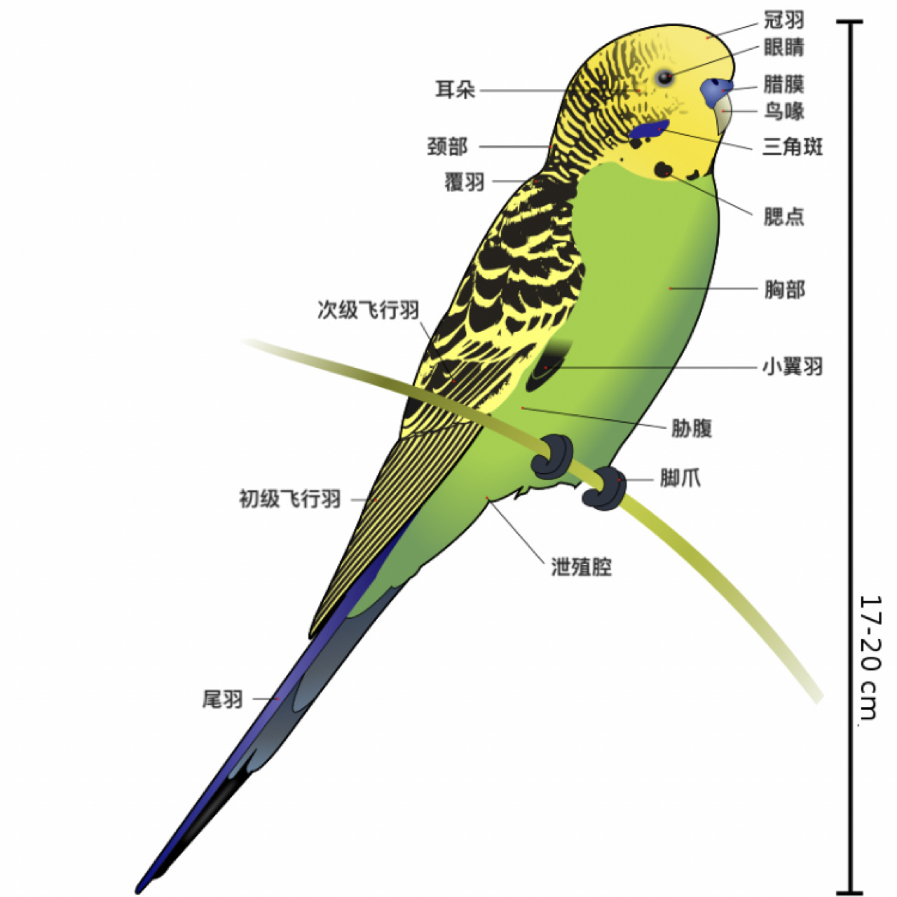 这篇介绍原始虎皮鹦鹉区分公母的办法.