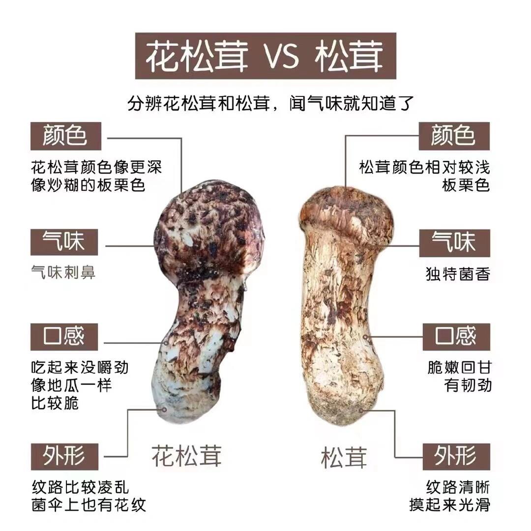 鱼目混珠的松茸该怎么区分呢71