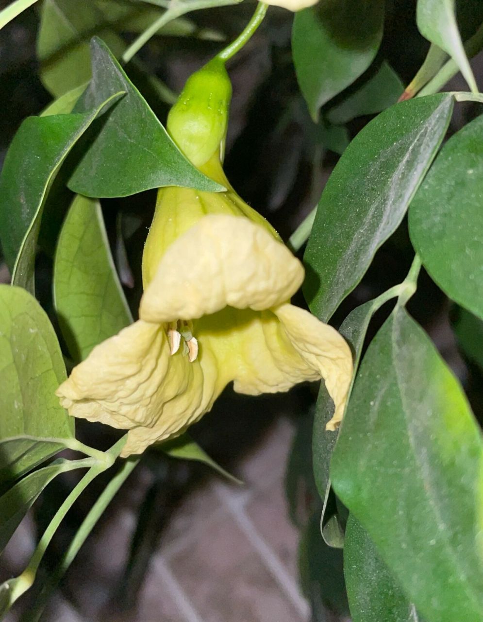 月夜里的海南菜豆树花 海南菜豆树,乔木,木材为优质家具用材