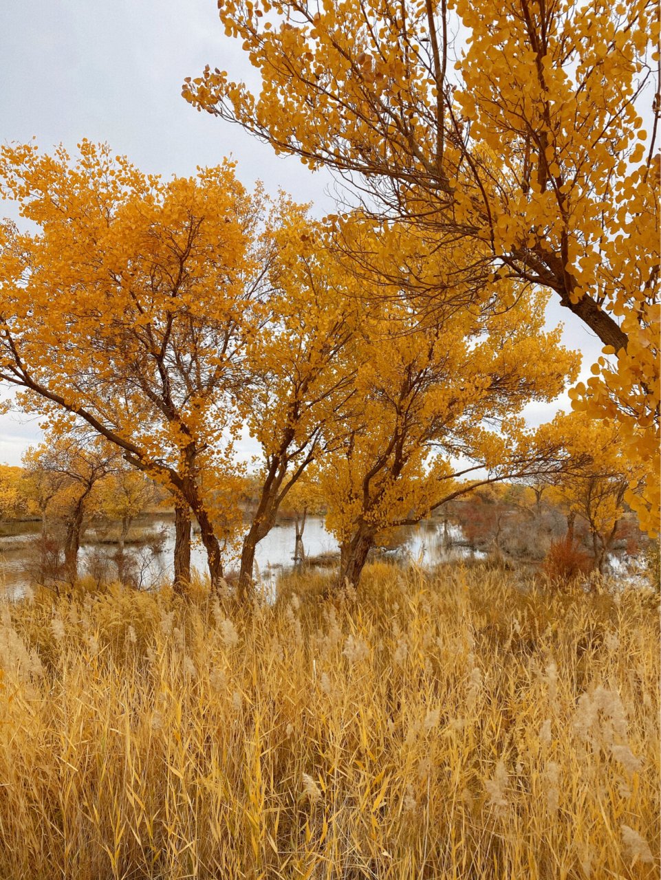 泽普|金胡杨国家森林公园 泽普金胡杨国家森林公园 位于泽普县西南36