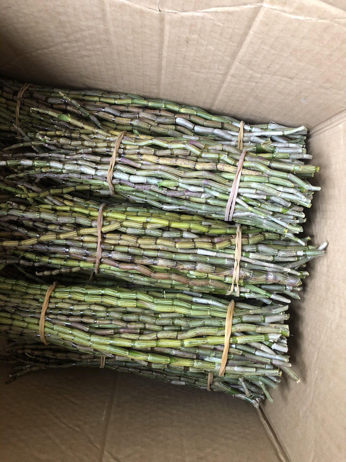 新鲜铁皮石斛怎么存放 新鲜铁皮石斛是不能密闭贮藏的,否则会导致霉变
