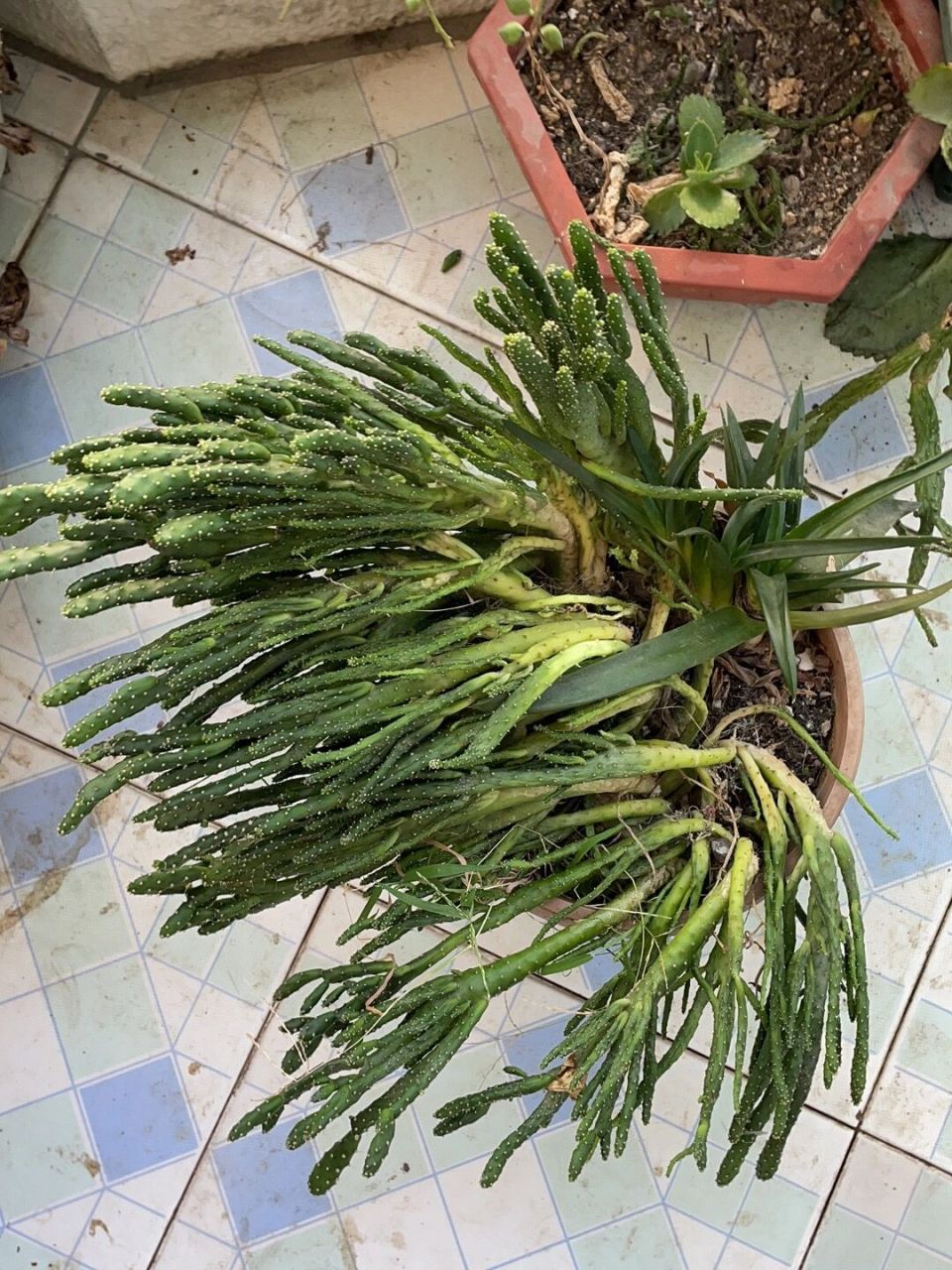 多肉招财手 ……人家的多肉跟我的……图二是我的