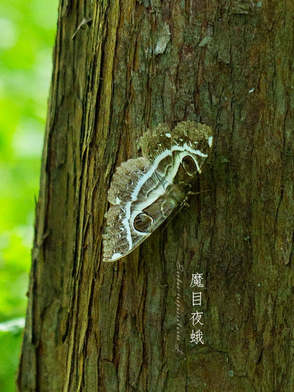 图①—六宫格 图②—红缘灯蛾 图③—红腹白灯蛾 图④—连斑水螟 图⑤