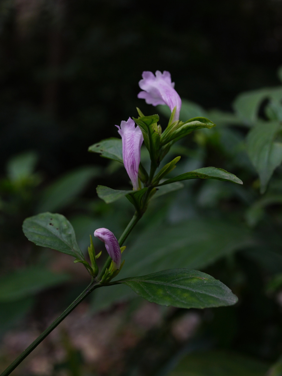 板蓝|马蓝 板蓝,别名马蓝,南板蓝根,爵床科马蓝属草本.