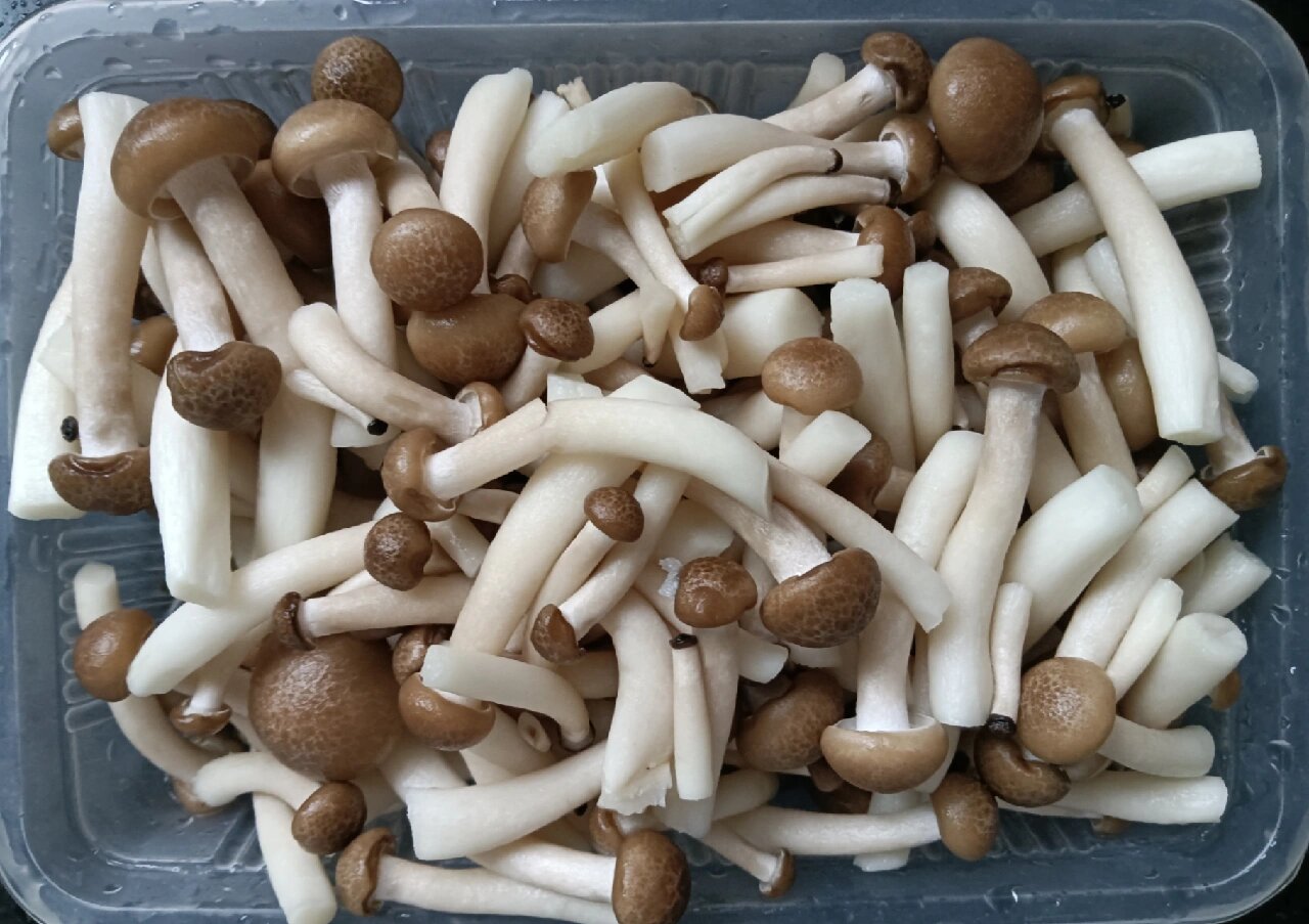 双菇荟萃烩海参,一道鲜上加鲜的美味佳肴 菌菇味道鲜美,营养丰富,越来