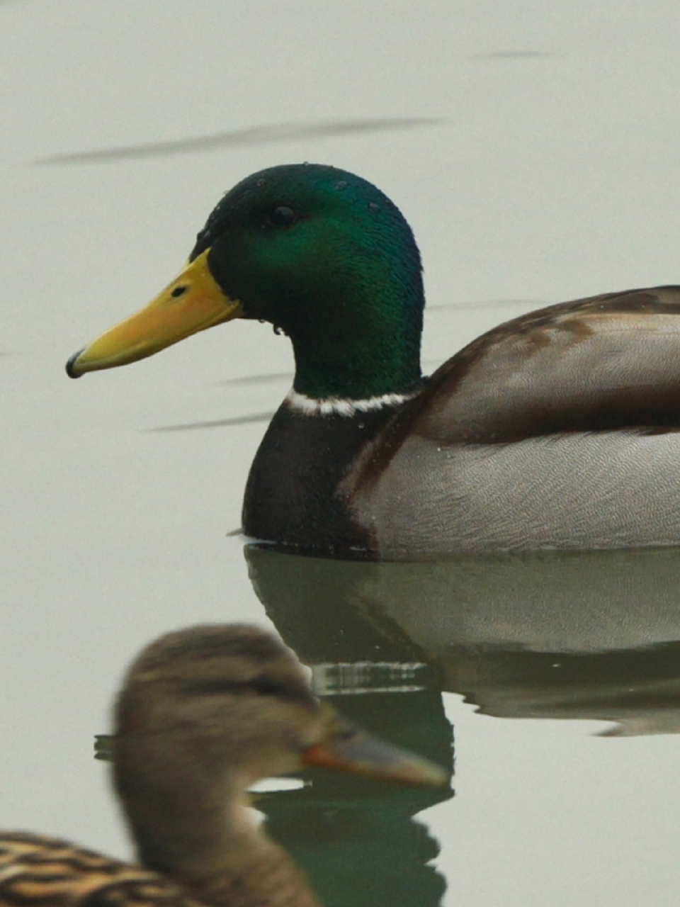 绿头鸭 mallard 为什么只有雄性绿头鸭08icon 没有雌性icon93