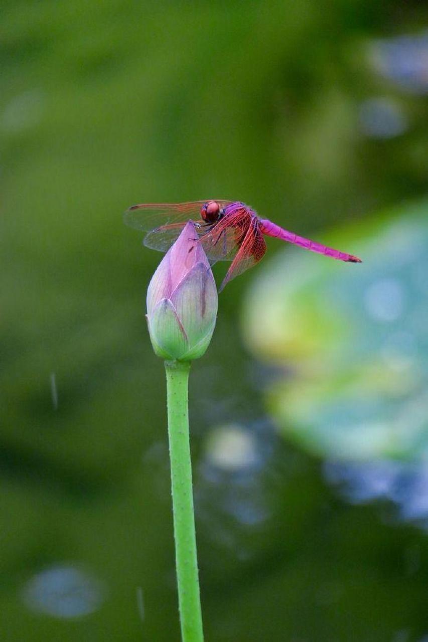 一片风光谁画得:红蜻蜓点绿荷心.诗词