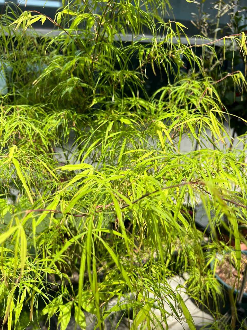 枫树秋色必入品-金线 独特的细柳叶形在不返祖的前提下绝对是秋天金色