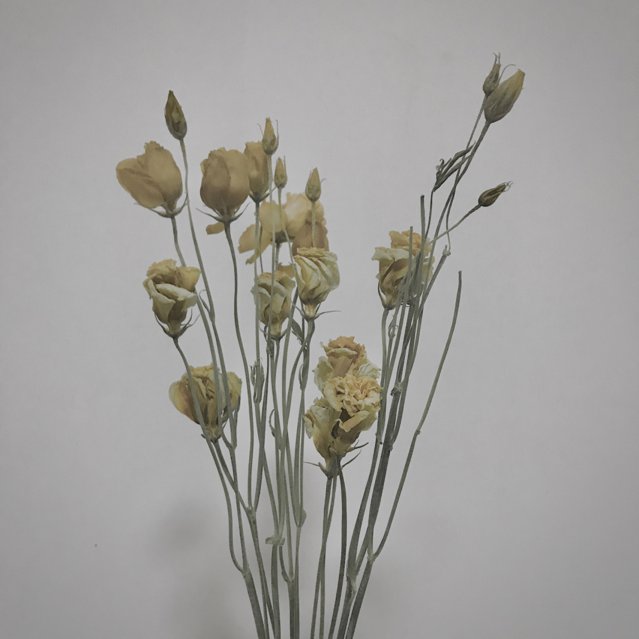 绿色的洋桔梗做成干花还蛮好看的耶 深黄包裹着浅绿