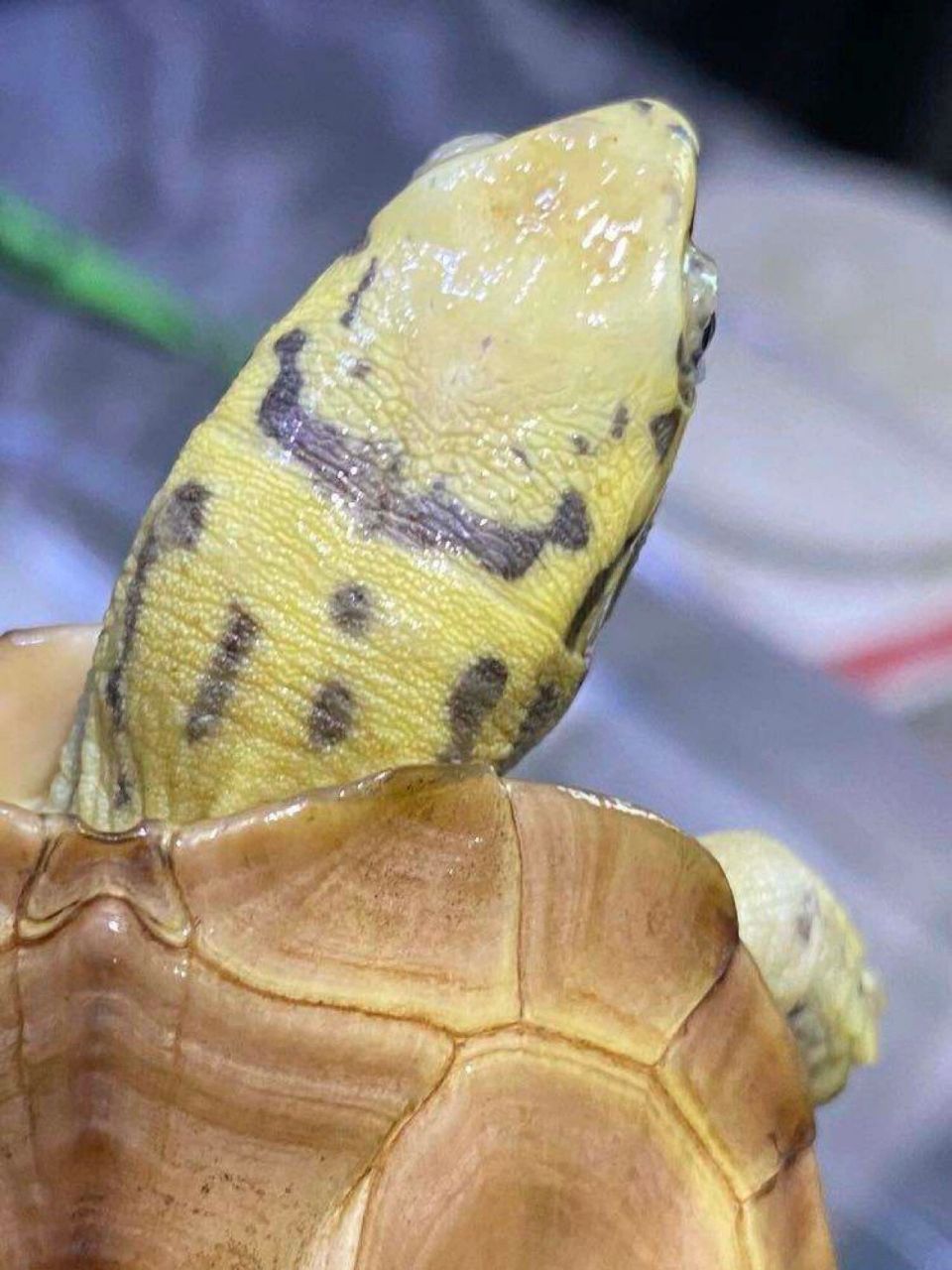 草龟科普|关于斑纹草龟 对于变异草龟也算是看尽天下之大体而各尽不同