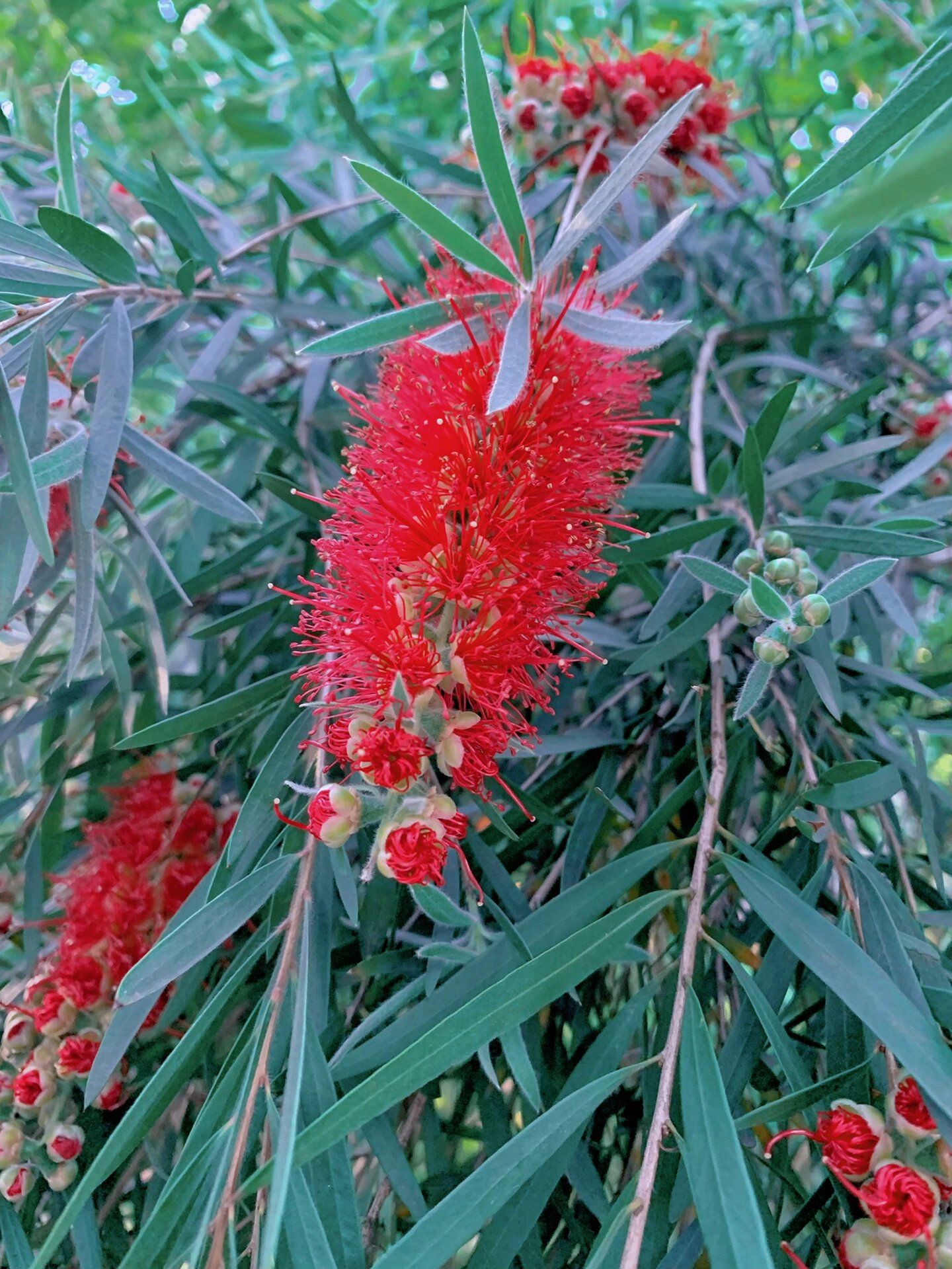 每日一花no.110——垂枝红千层