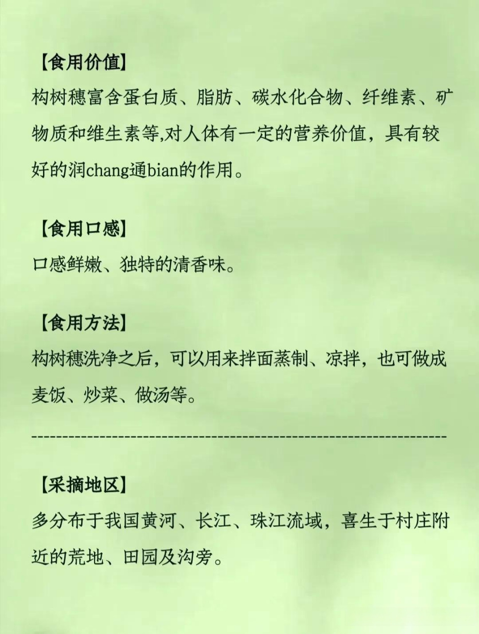 构树穗,像毛毛虫的树上野菜,【别名】楮不揪,构树花,褚桃穗,构棒槌,构