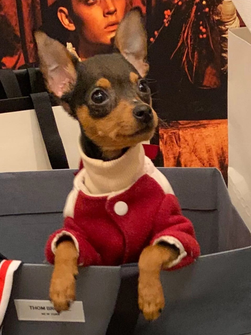 乖巧可爱的小鹿犬