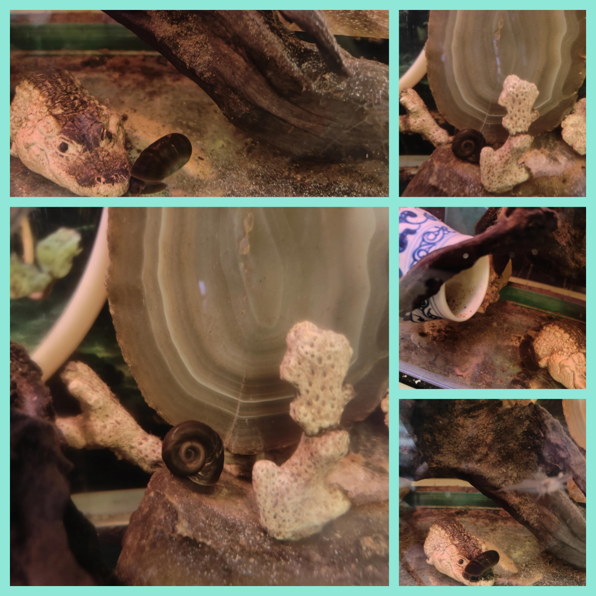 一只黑色的苹果螺,而且个头似乎比一般的苹果螺大一些!