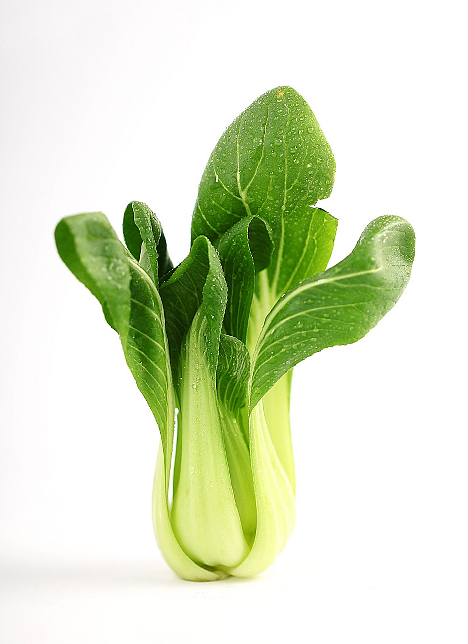 蔬菜-新鲜小白菜绘画素材🥬油菜拍照 油白菜,苦菜,是十字花科植物油