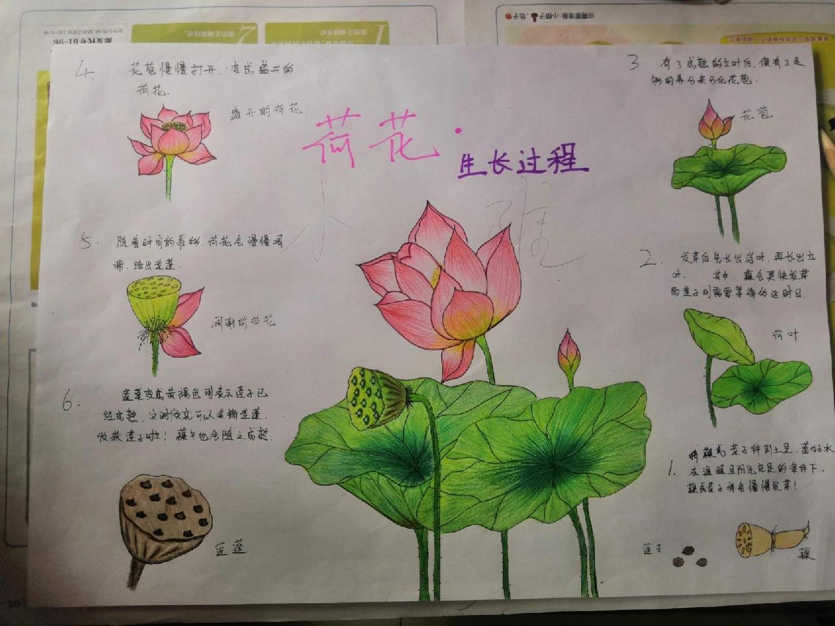 荷花的生长过程图解图片