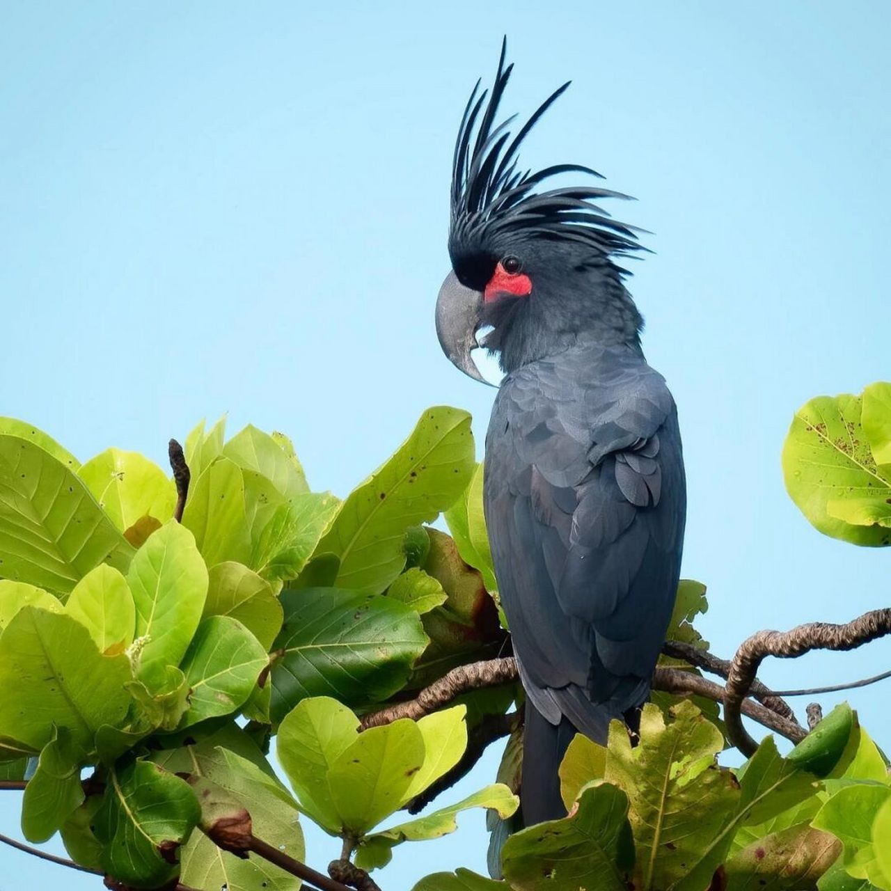 棕榈凤头鹦鹉 