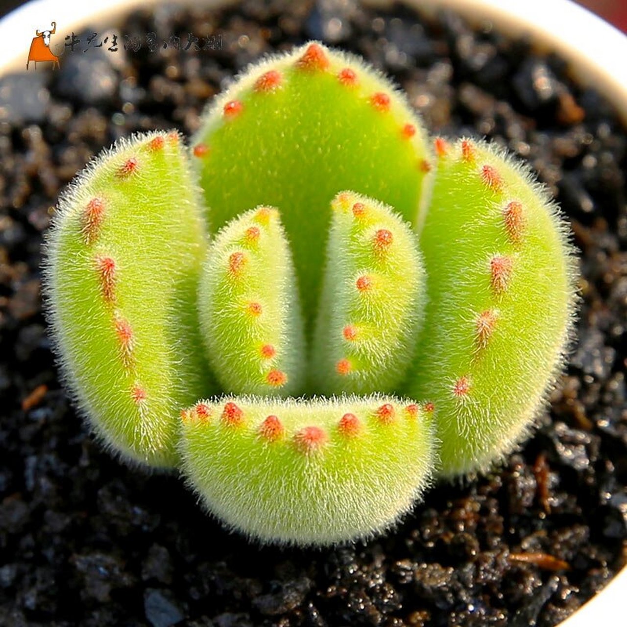 多肉里面最萌的,当属熊童子啦,几乎人手一盆,养好状态的熊童子,爪尖