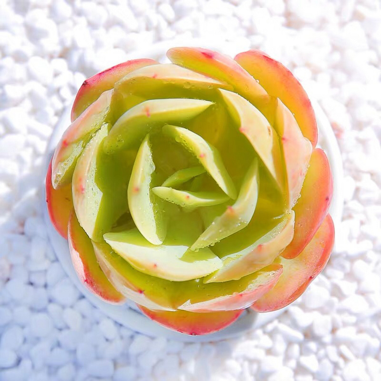 99每日认识一株多肉——碧桃 99可羡瑶池碧桃树,碧桃红颊一千年.