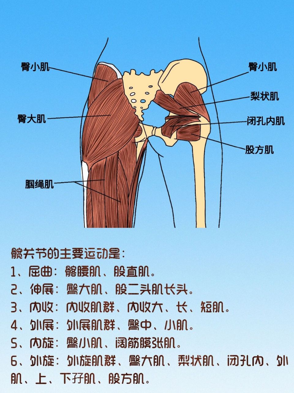 髋关节各个部位名称图片