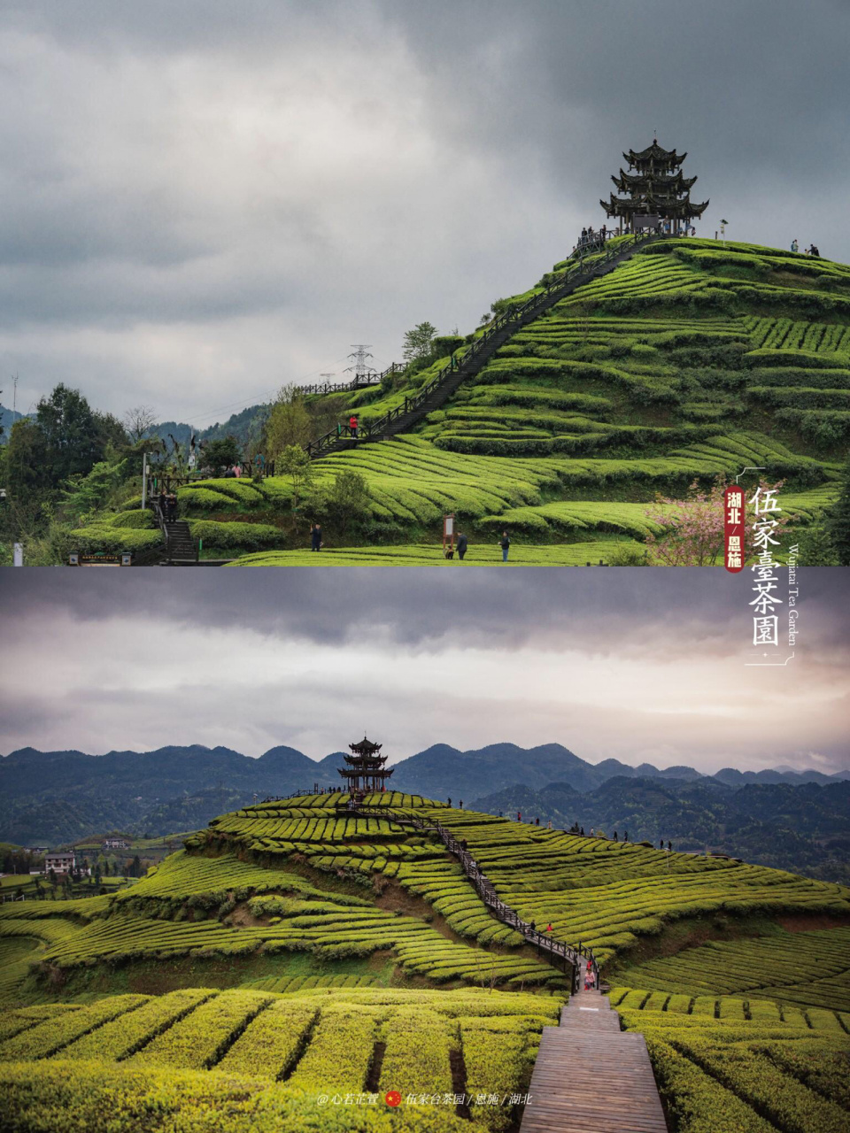 带孩子看世界|恩施宣恩伍家台茶园 97云贵高原是世界茶叶的原产地