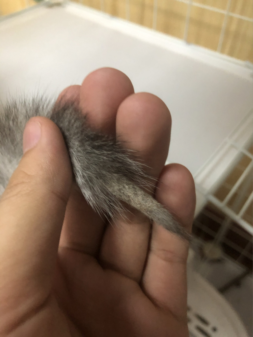 2月的小猫,一个礼拜前内外驱虫过了,这个尾巴尖秃的症状大概有半冈侣